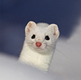 Uploaded Image: /uploads/Critter Blog/ermine_LM.jpg Uploaded Image: /uploads/Critter Blog/ermine_LM.jpg
