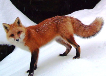 Uploaded Image: /uploads/Critter Blog/Red Fox_3_DEC.jpg Uploaded Image: /uploads/Critter Blog/Red Fox_3_DEC.jpg