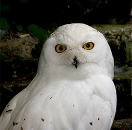 Uploaded Image: /uploads/Critter Blog/SnowyOwl2_small_LM.jpg Uploaded Image: /uploads/Critter Blog/SnowyOwl2_small_LM.jpg