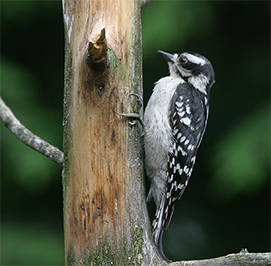 Uploaded Image: /uploads/Critter Blog/DownyWoodpecker_small.jpg Uploaded Image: /uploads/Critter Blog/DownyWoodpecker_small.jpg