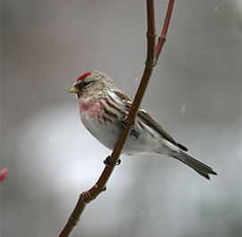 Uploaded Image: /uploads/Critter Blog/CommonRedpoll_small.jpg Uploaded Image: /uploads/Critter Blog/CommonRedpoll_small.jpg