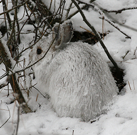 Uploaded Image: /uploads/Critter Blog/Snowshoe Hare_small.jpg