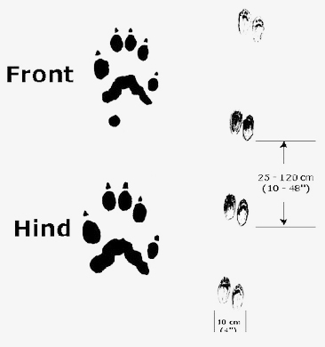 Uploaded Image: /uploads/Critter Blog/Ermine Tracks_DEC.jpg Uploaded Image: /uploads/Critter Blog/Ermine Tracks_DEC.jpg