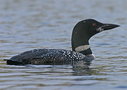 Uploaded Image: /vs-uploads/Loon Images/Loon_Larry_small.jpg Uploaded Image: /vs-uploads/Loon Images/Loon_Larry_small.jpg
