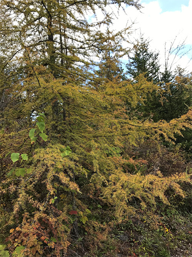 Uploaded Image: /vs-uploads/evergreen-blog/Tamarack.jpg