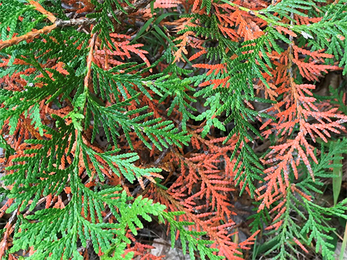 Uploaded Image: /vs-uploads/evergreen-blog/WhiteCedar.jpg