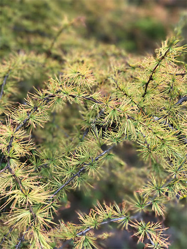 Uploaded Image: /vs-uploads/evergreen-blog/Tamarack2.jpg