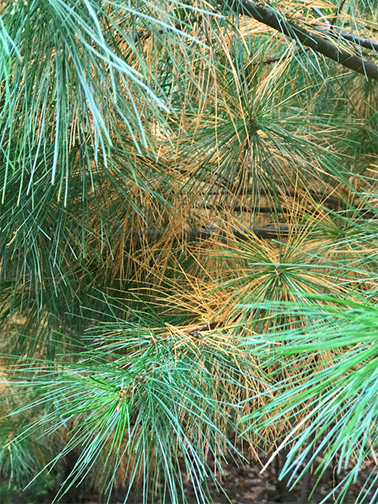 Uploaded Image: /vs-uploads/evergreen-blog/WhitePine.jpg